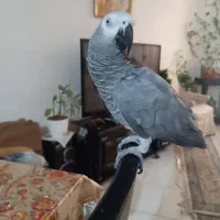کاسکو سخنگو