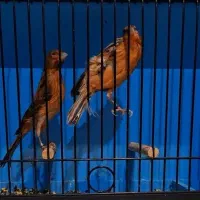 قناری سرخ سوخته.قناری نگرو اورجینال.شهرستانم