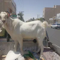 بز نر