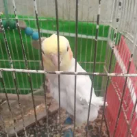 عروس هلندی نرسالم وسخنگو