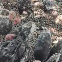 بوقلمون