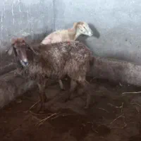 دوعددگوسفند