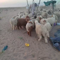 بره نروماده