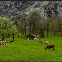کارگر