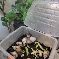 حلزون آچاتینا وتخم (خاویار)حلزون