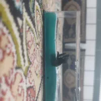 مجسمه|مجسمه، تندیس، ماکت|گرگان, |دیوار