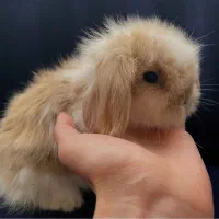 بچه خرگوش لوپ اصلی