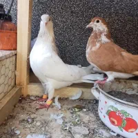 یک جفت رنگه