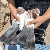 کبوتر