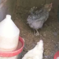 معاوضه ۲عدد مرغ گلین