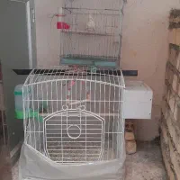 ۳ تا عروس هلندی