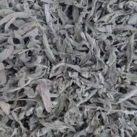 پونه برگ معطر