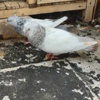 سینه سوسنی و سینه سبز