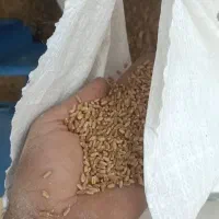 بذر گندم .رقم کلکتور