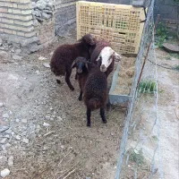 میش چاق  دوقلوزا هیکل با دو بره نر