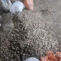 خرید سیر ضایعاتی زیر سرندسیر سورت شده