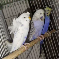 انگلیسی پروانه ای
