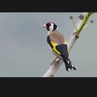 سهره خاکی مست..