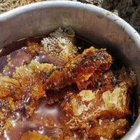 عسل برداشت اول ناب ناب
