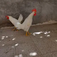 خروس  سالم سرحال دو عدد
