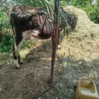 گاو نزار گوشتی