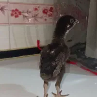 جوجه لاری اصل