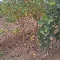 3-قطعه-زمین-1000-متری