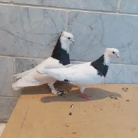 طوقی
