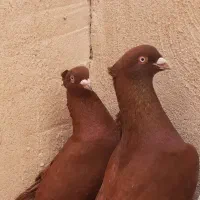 جفت سرخ یتیکه نروماده