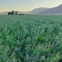 کاه یونجه درجه یک یک