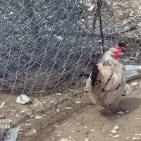 مرغ همراه با هشت جوجه دو ماهه دو مرغ