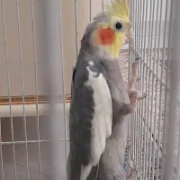 عروس و مرغ عشق