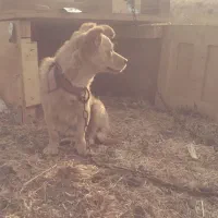 سگ پا کوتاه۲ساله واکسن زده