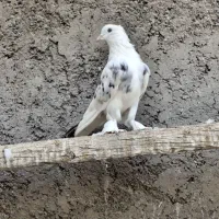 کفتر کبوتر هما