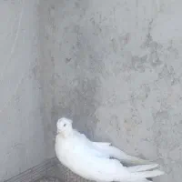 دمسیاه