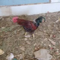 خروس رنگی بزرگ
