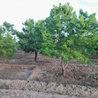 قطعه هزار متری باغ گلابی اسپادانا