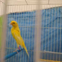 قناری سوپر درشت کشیده بلند نر مست خون