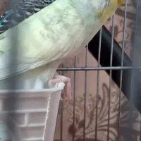 مرغ عشق نر و ماده