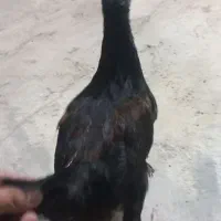 جوجه چهارماه ونیم