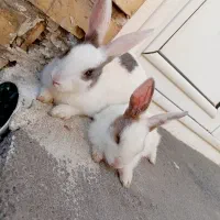 خرگوش خانگی اهلی