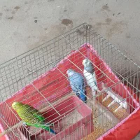 مرغ عشق