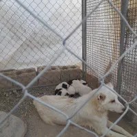 سلام خدمت دوستان عشق باز