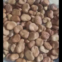 باقلا