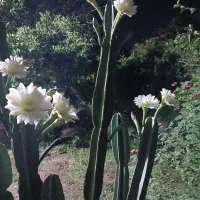 گل وگیاه