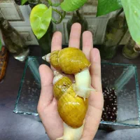 حلزون آلبینو به تعداد محدود