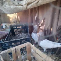 کفتر کله رنگی تمیز