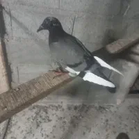 پلاکی  جوجه با یک عدد ماده پلاکی