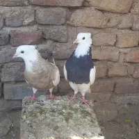 کبوتر طوقی