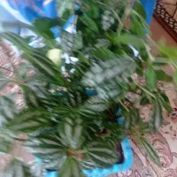 گل‌های زیبای آپارتمانی فروشی